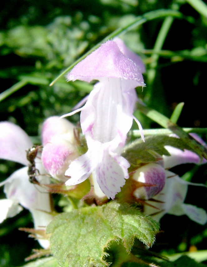 Lamium maculatum